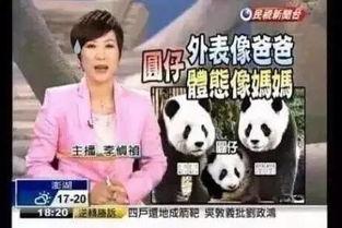 新闻爆料熊猫哥视频大全,揭秘网络红人熊猫哥的多面魅力